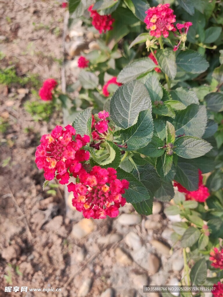 鲜艳红蔷薇绽放于草地