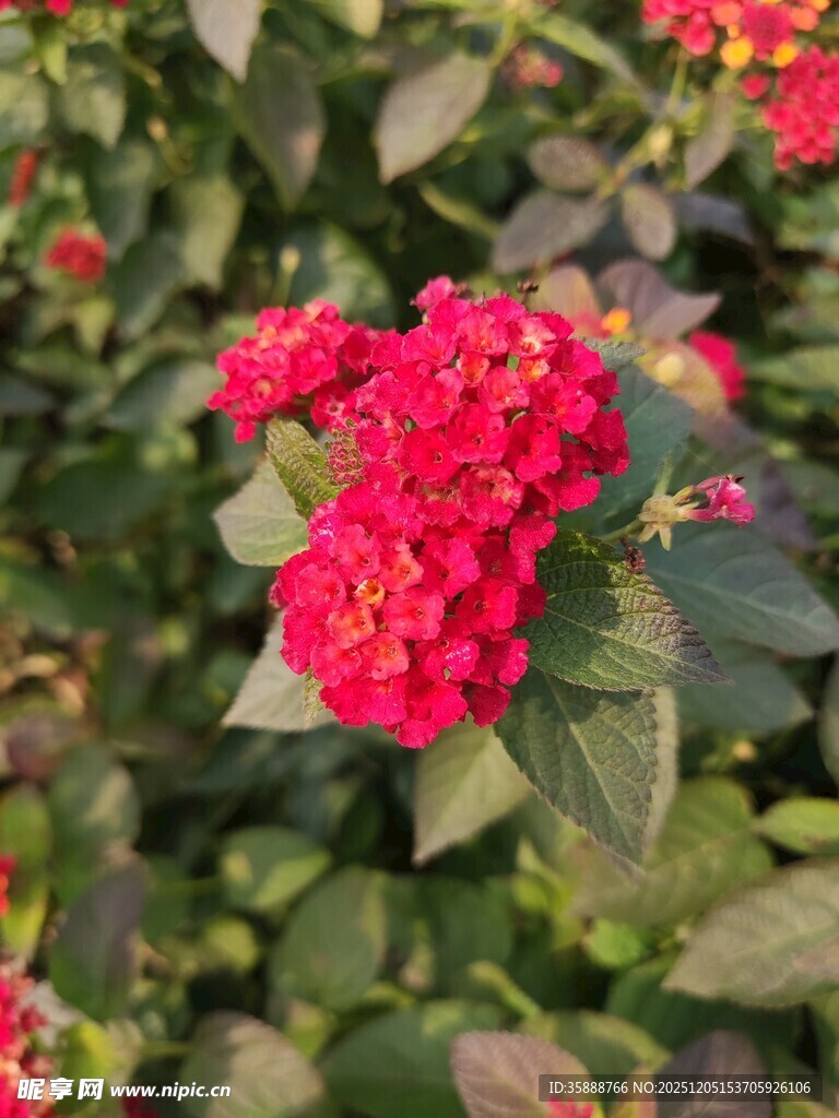 鲜艳红花朵绽放绿叶间