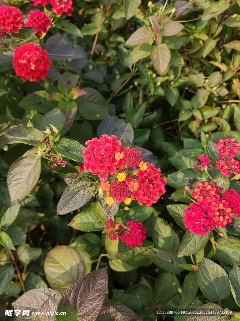 鲜艳红花朵与绿叶相映