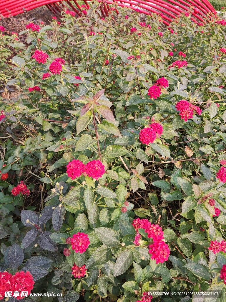 鲜艳红花朵朵绽放