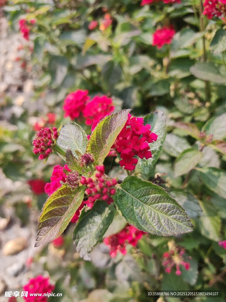 娇艳红玫绽放绿叶间