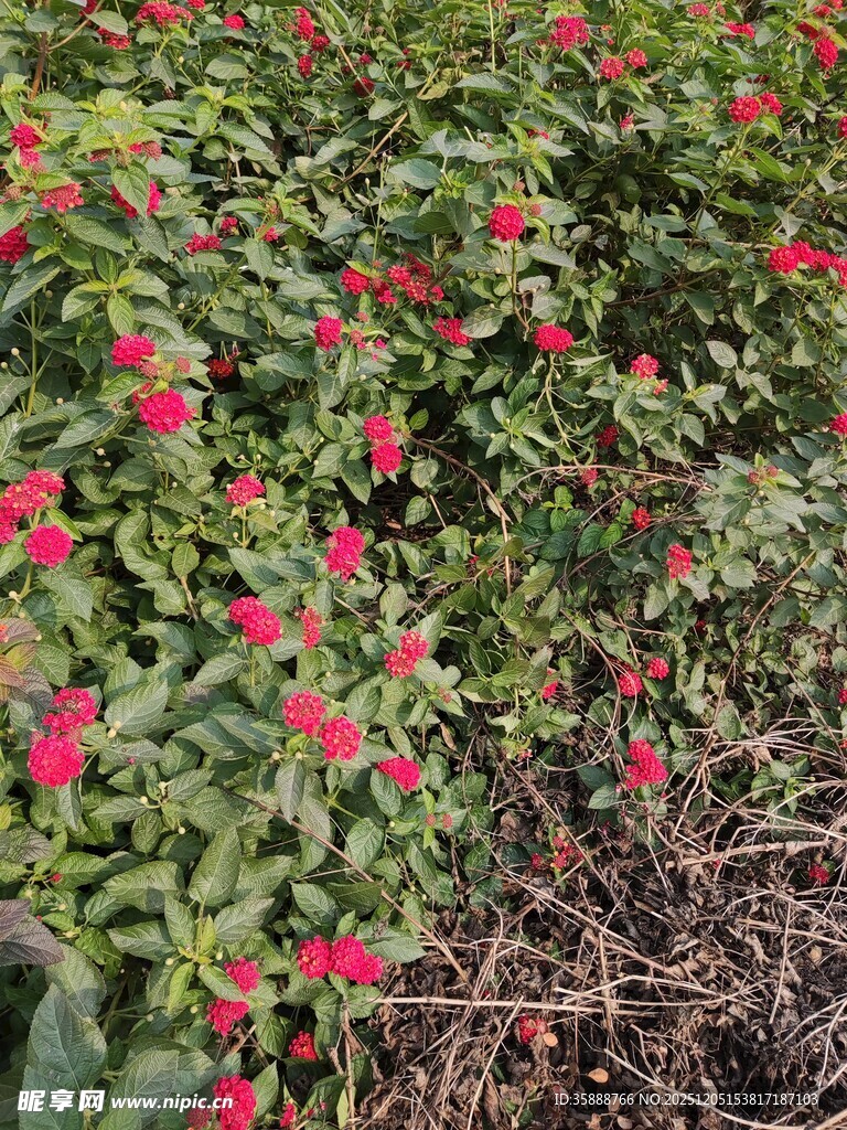盛开的红色花卉植物景观
