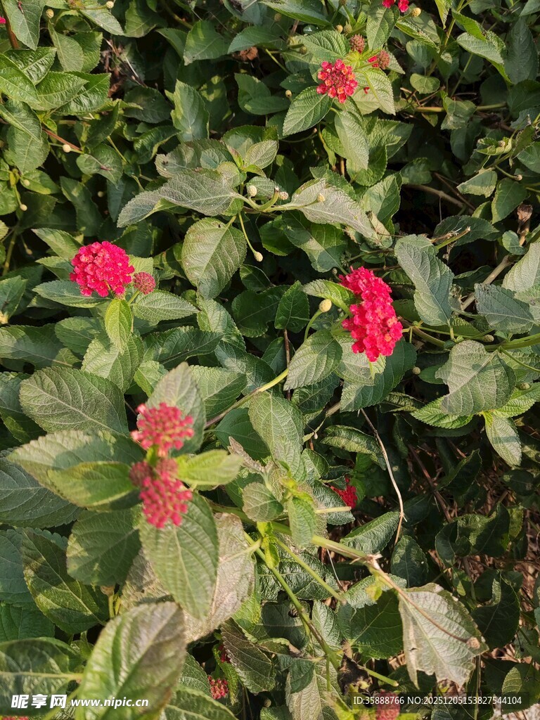 鲜艳红花绽放绿叶间