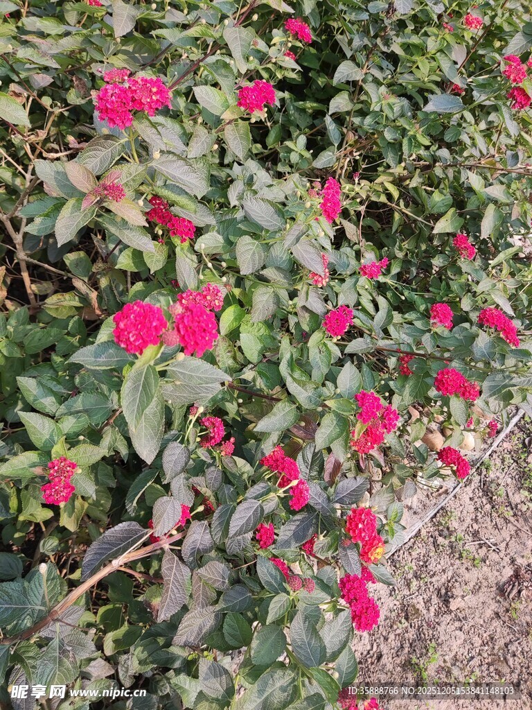 绽放的红色月季花