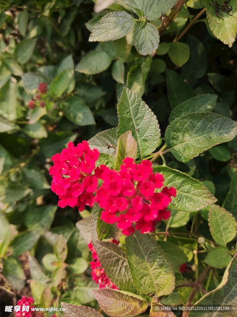 鲜艳红花朵绽放绿叶间