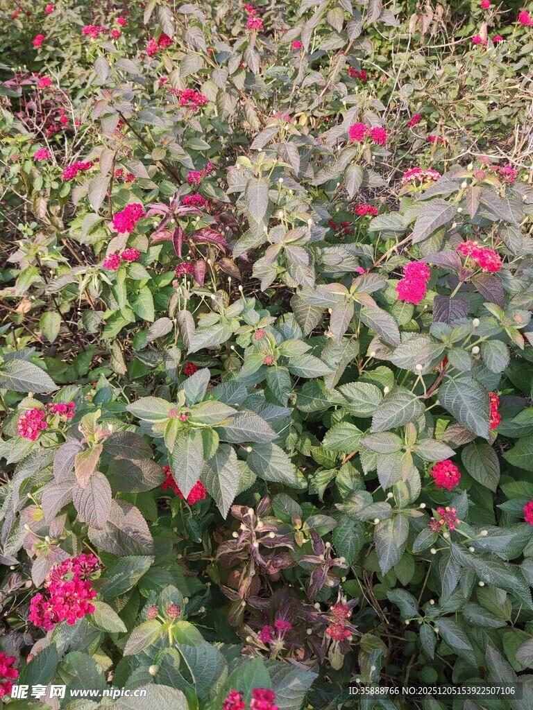 繁花似锦的绿植景观