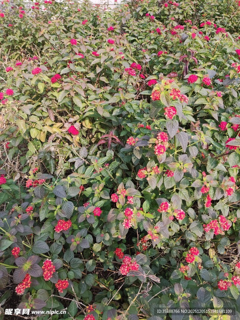 繁花绿叶的植物景观