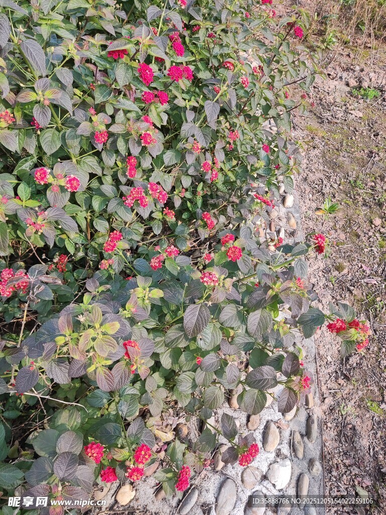 墙边绽放的鲜艳红色花朵