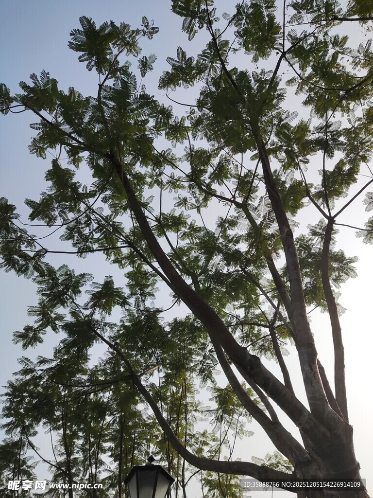 仰视葱郁树木枝叶繁茂