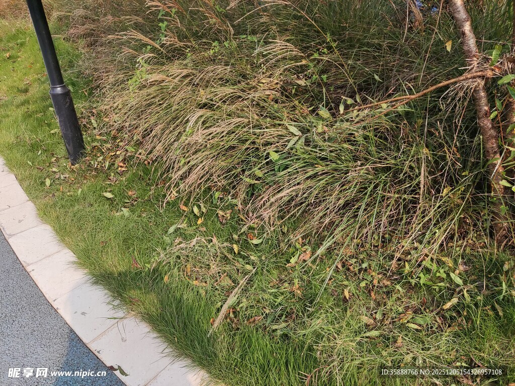 路边茂盛的草丛