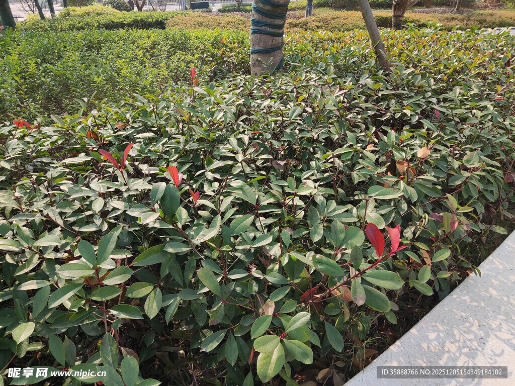 路边绿植与娇艳红花