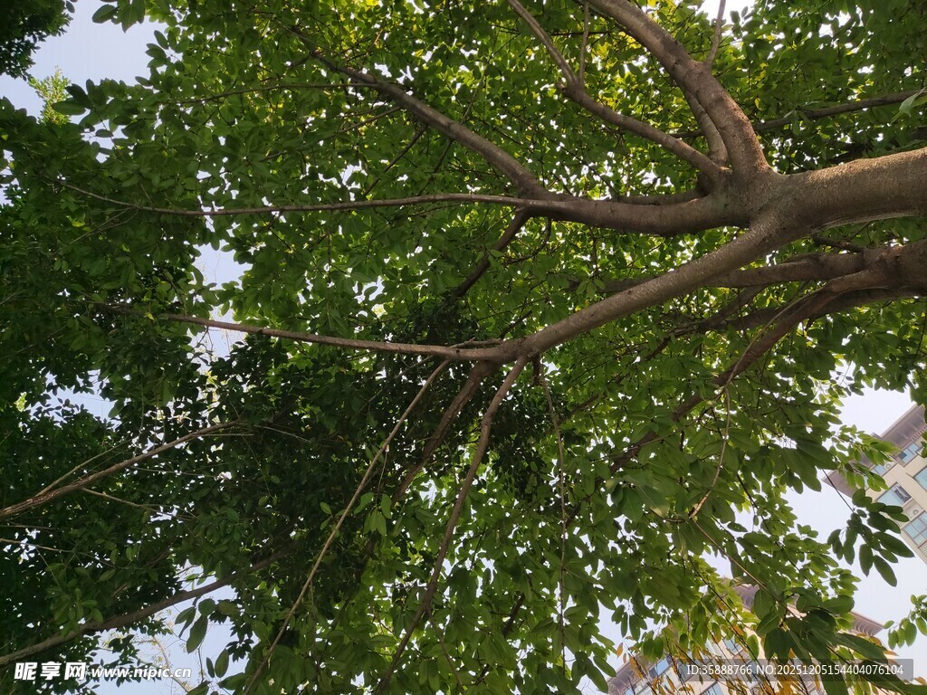 仰视繁茂大树枝叶