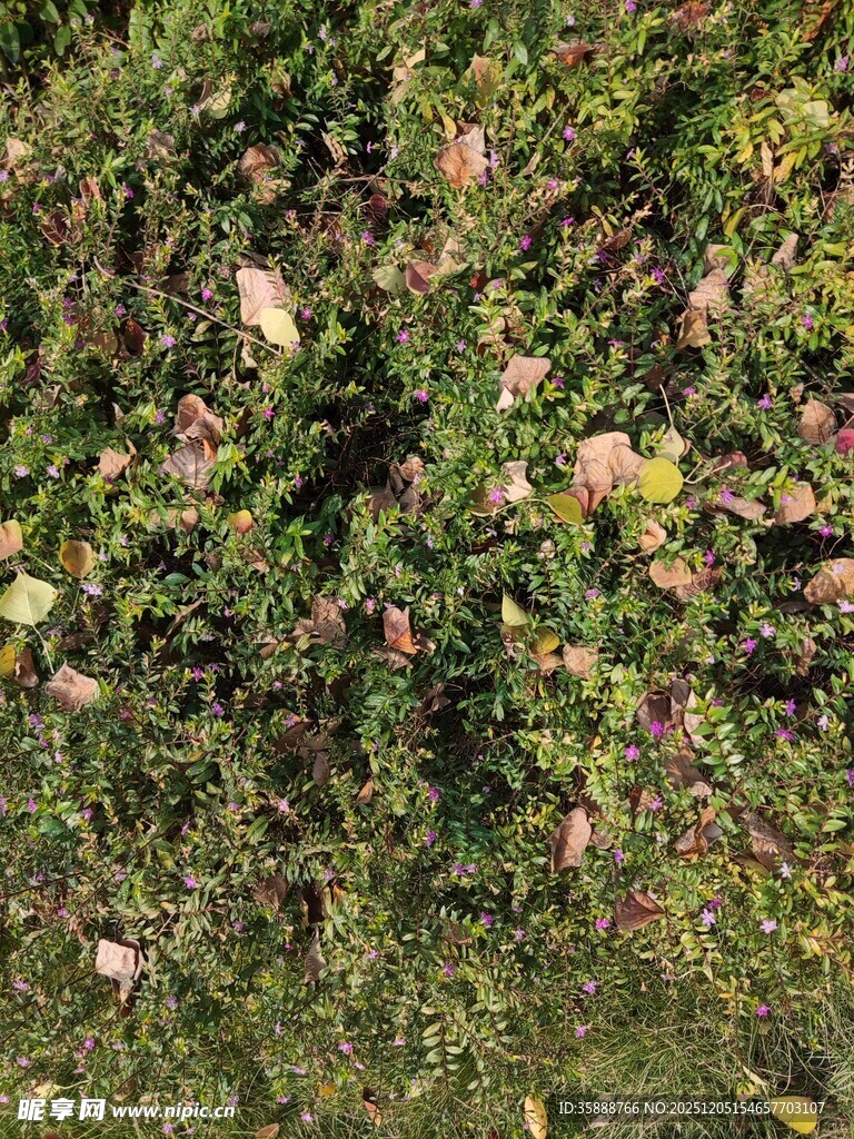 秋日繁茂绿植与多彩叶片