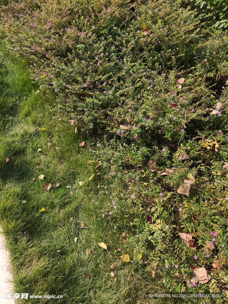 地面上的绿色植被与落叶