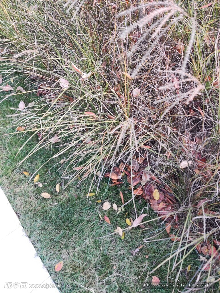 草丛中的植物景象