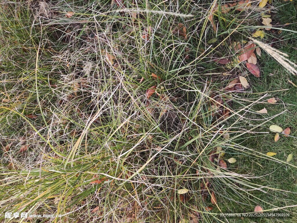 地面上的杂草与枯叶