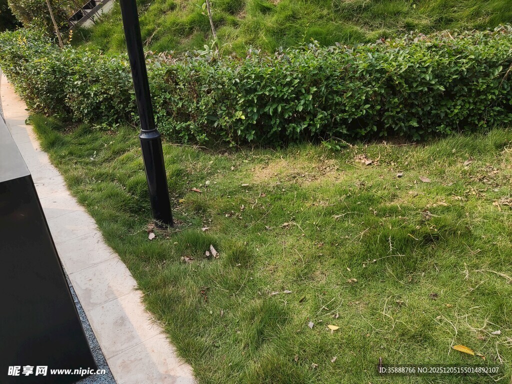 路边绿意盎然的草地与灌木