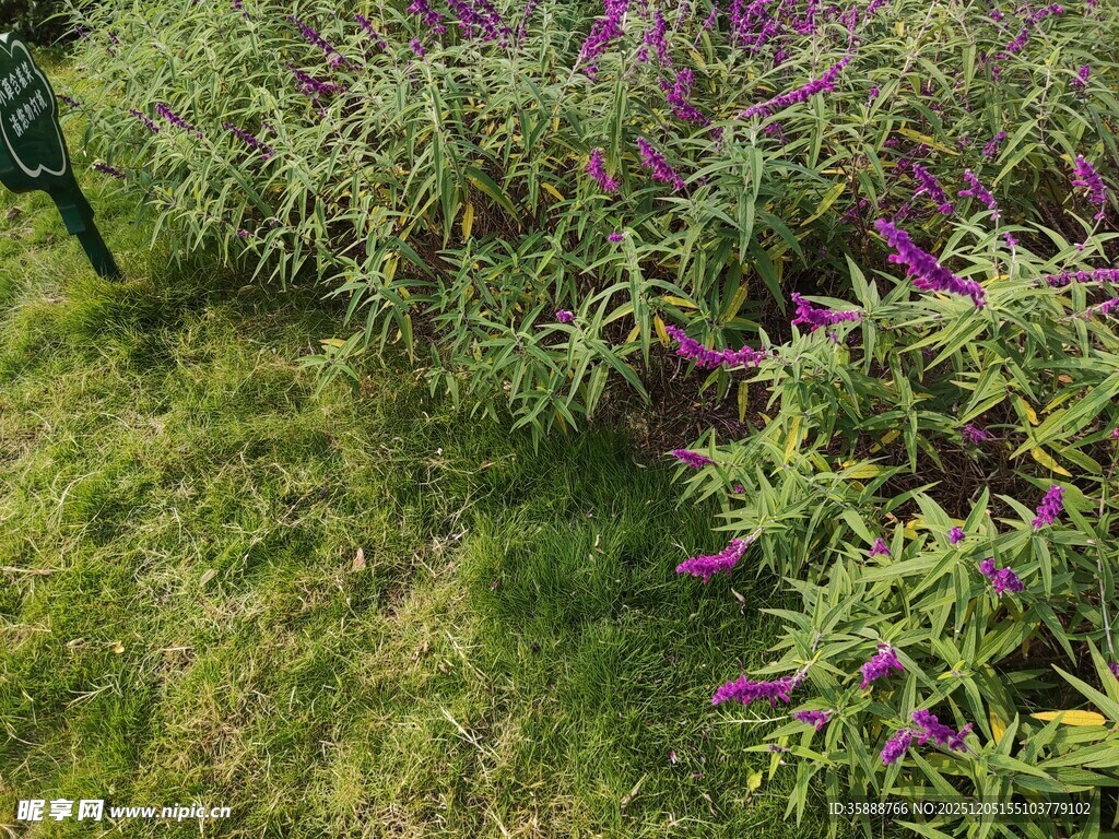 紫色花卉与绿草景观