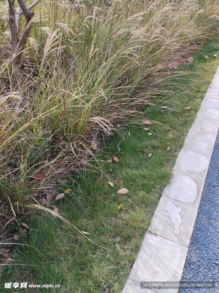 路边的草丛与步道