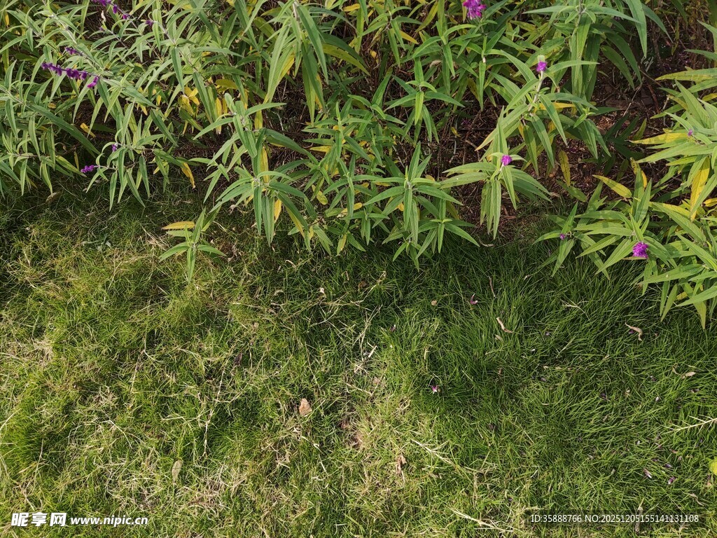 翠绿草地与繁茂植物景观