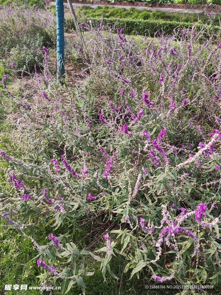 紫色花卉植物景观