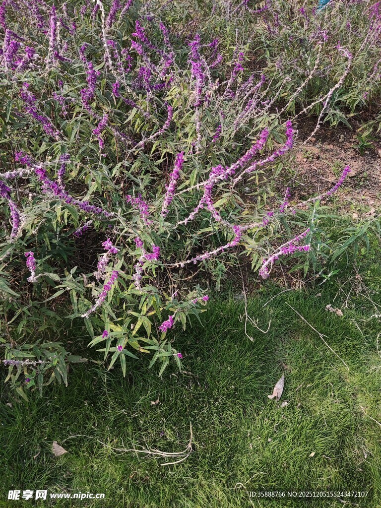 紫色花卉绽放于绿草丛中