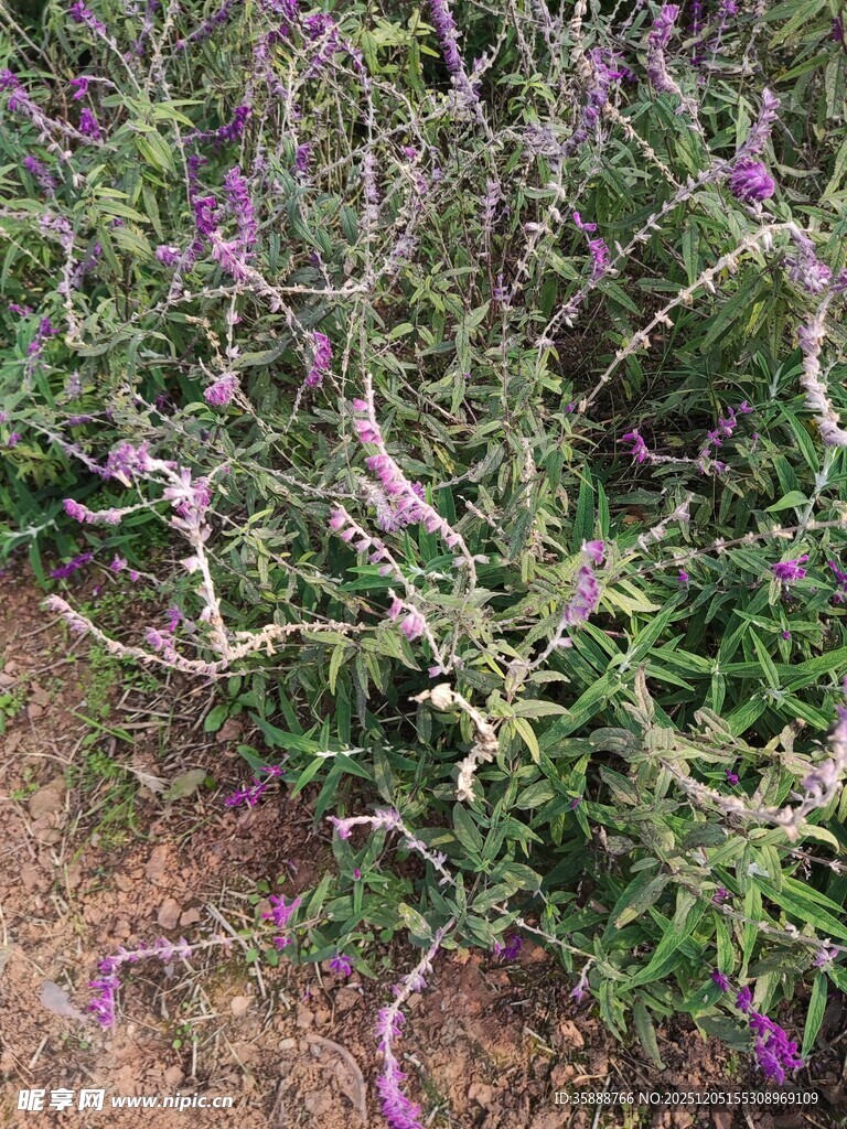 紫色花卉植物景观