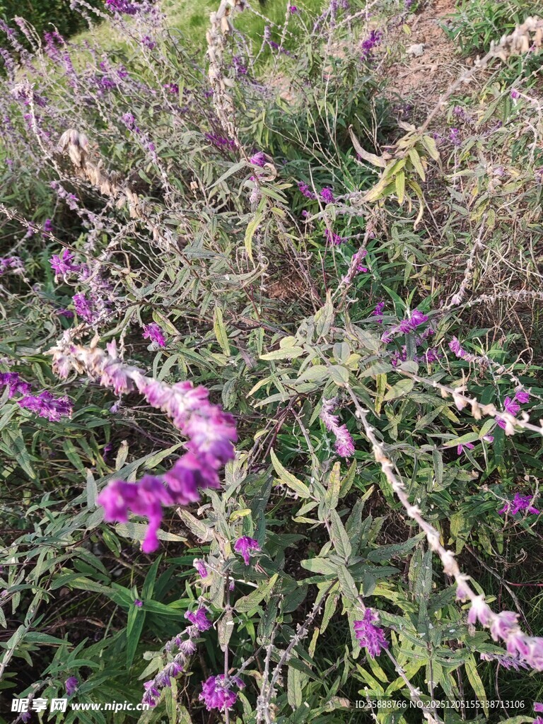 紫色野花绽放于草丛间