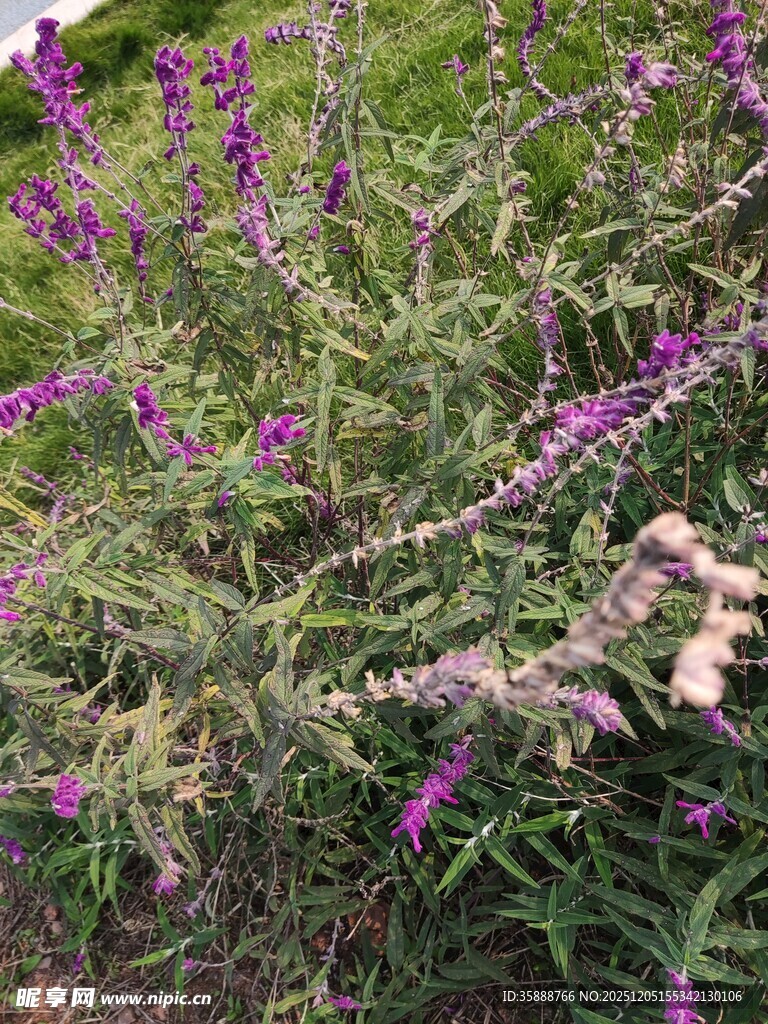 紫色花卉植物特写