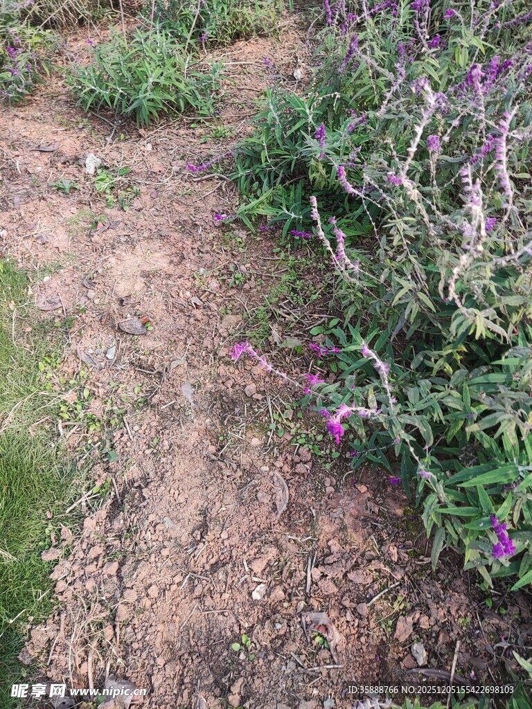 野外紫色花草与泥土小径