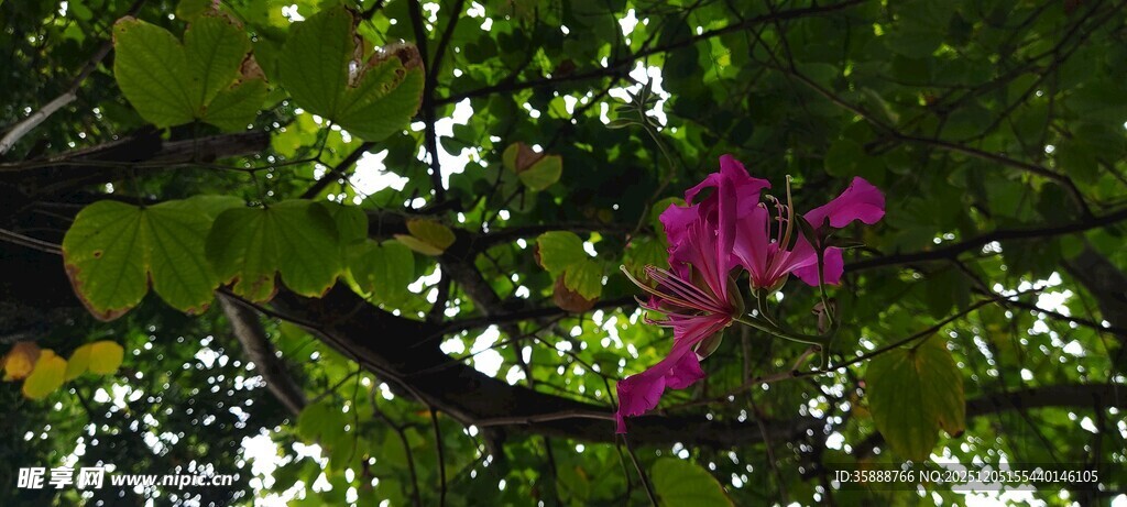 绿叶间绽放的娇艳紫花