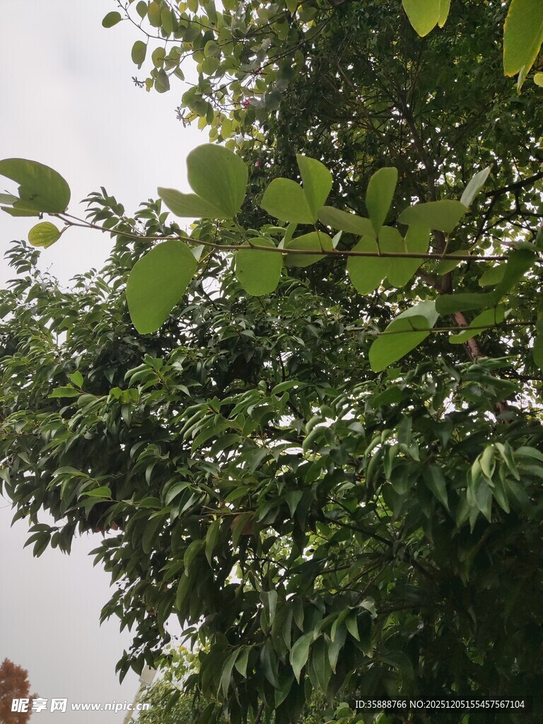 繁茂绿树生机盎然