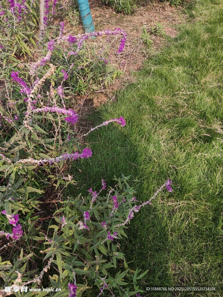 紫色花卉与翠绿草地