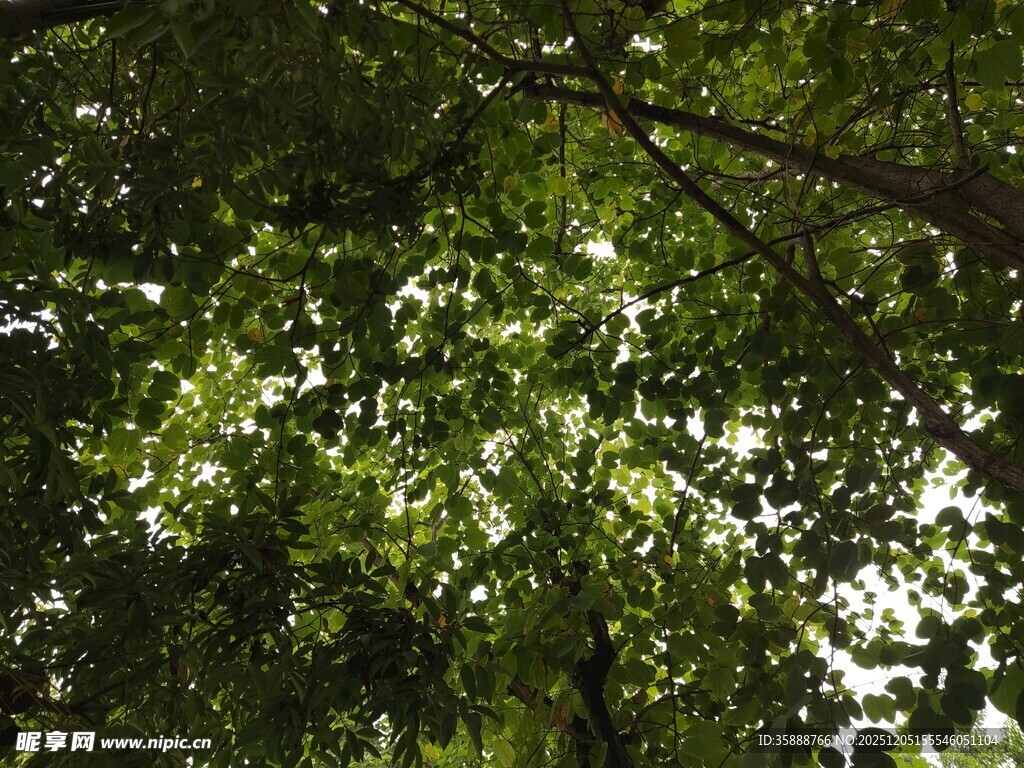 茂密绿叶间的斑驳光影