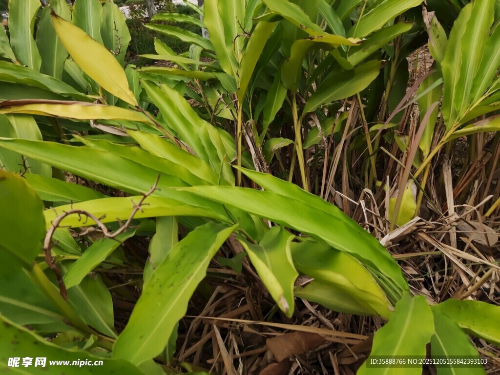 翠绿繁茂的热带植物景观
