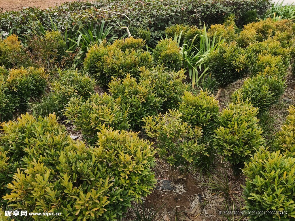 整齐排列的绿植景观