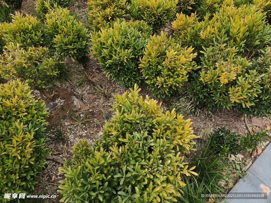 空中俯瞰绿意盎然灌木丛