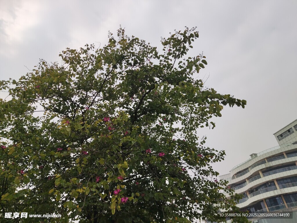 高大绿树旁的现代建筑