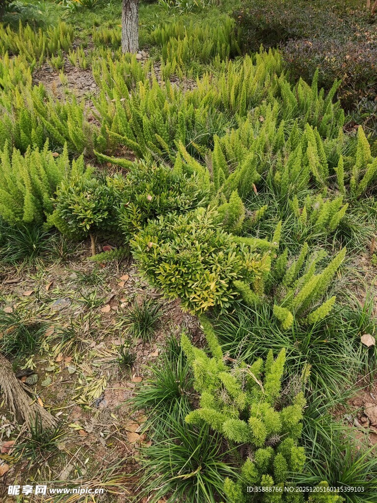 翠绿丛生的地面植物景观