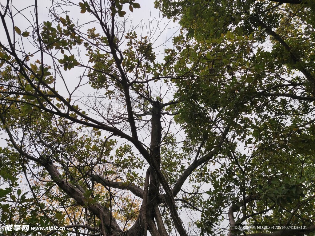仰视繁茂树枝与天空