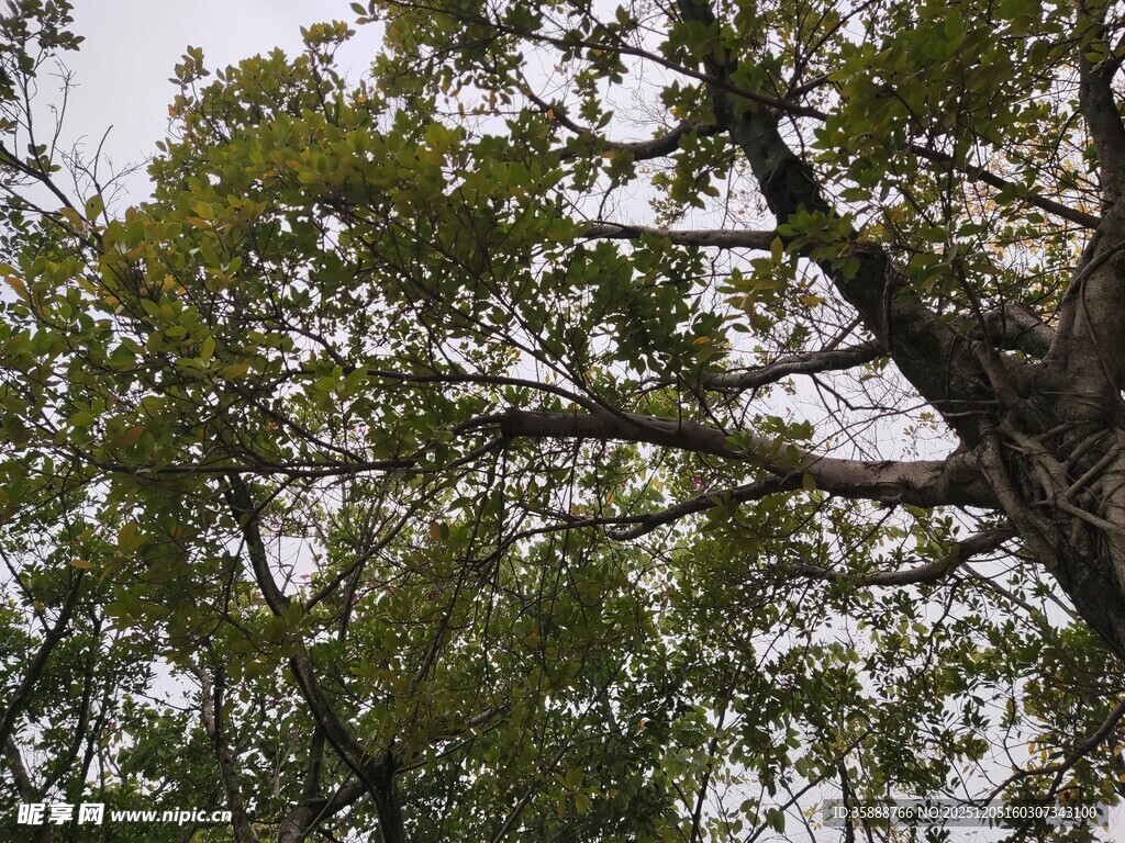 繁茂大树展现自然生机