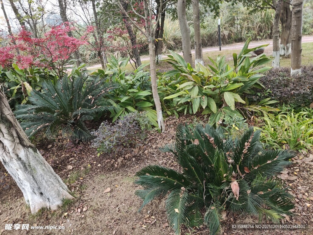 林间多彩植物景观