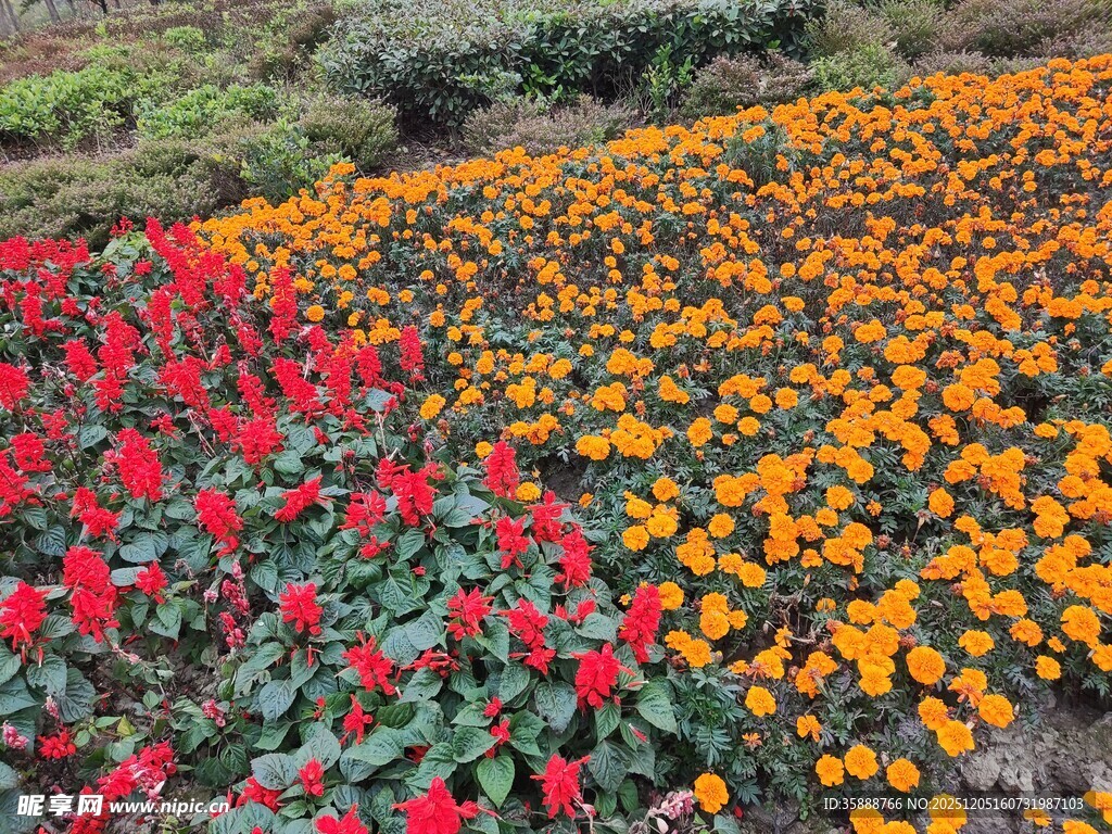 多彩花卉装点美丽田园