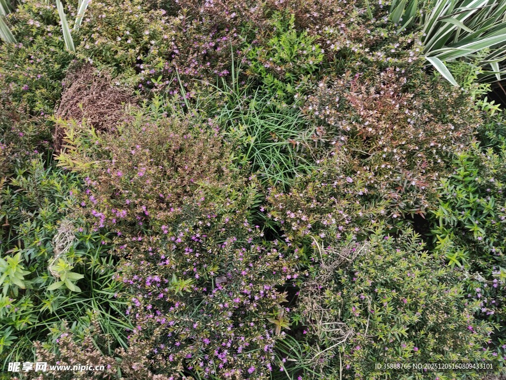 多彩繁茂的植物群落