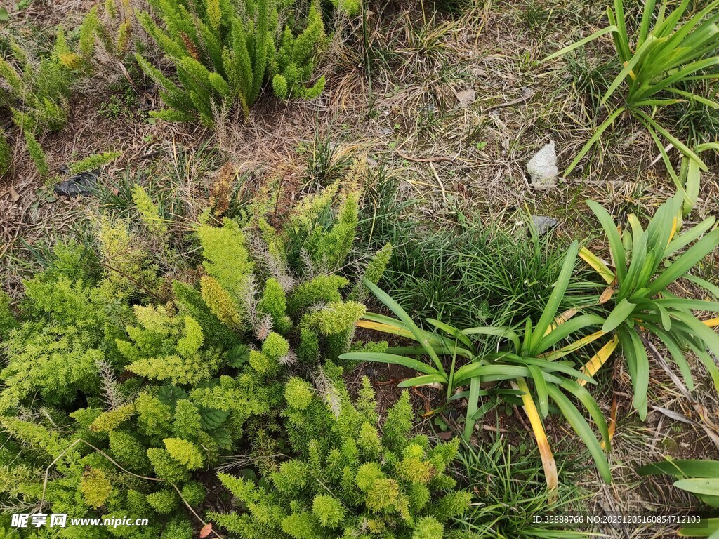 多样绿植俯拍景象