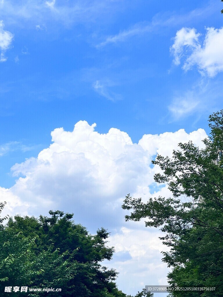 蓝天白云下的葱郁树木