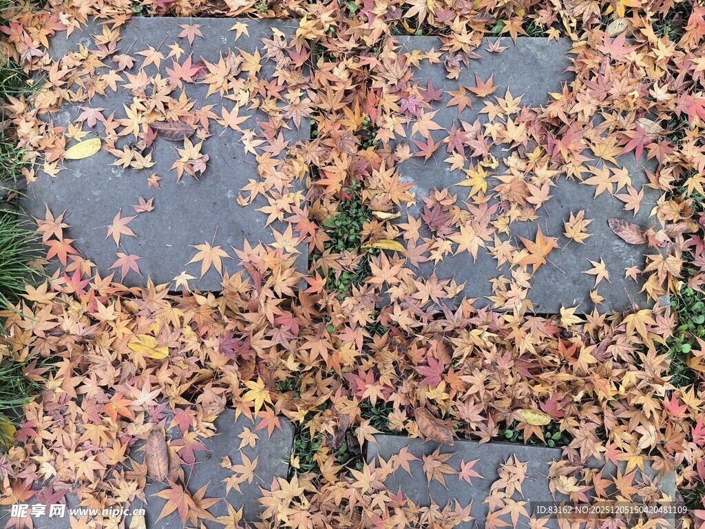 地面散落的缤纷花瓣