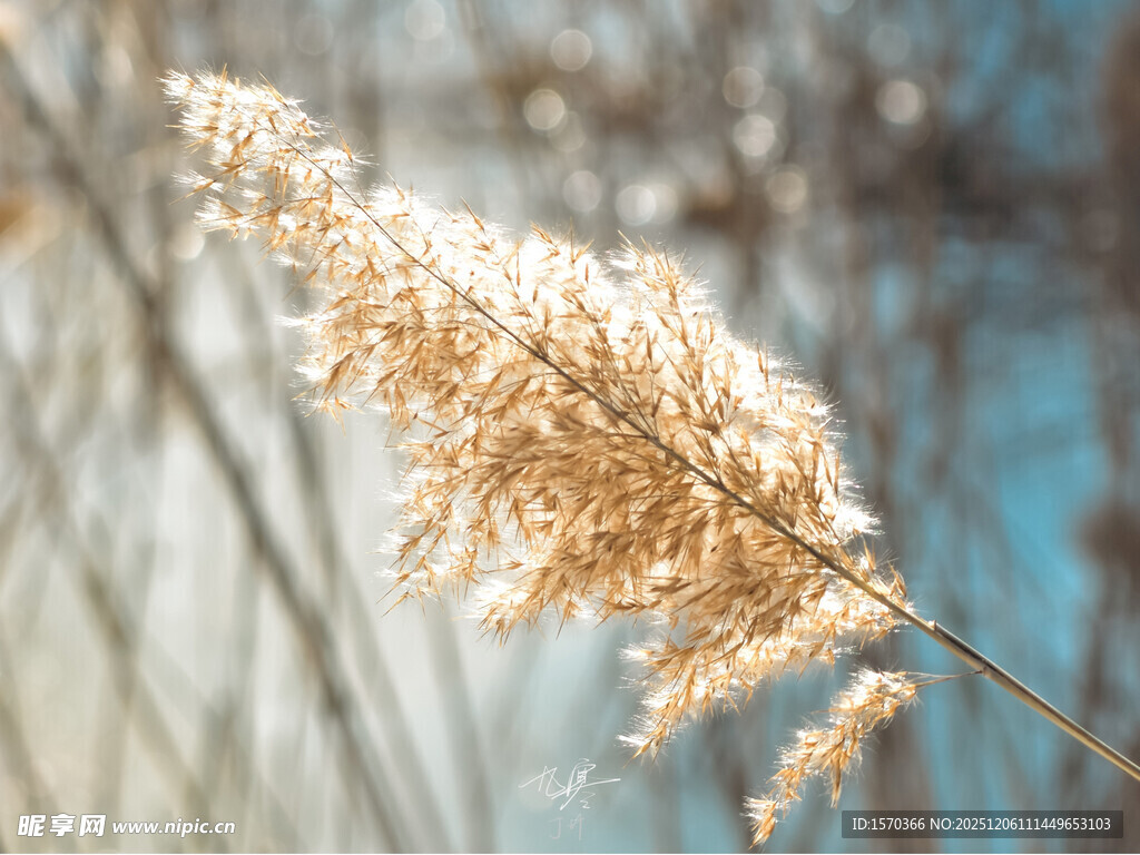 风中摇曳的金黄芦苇