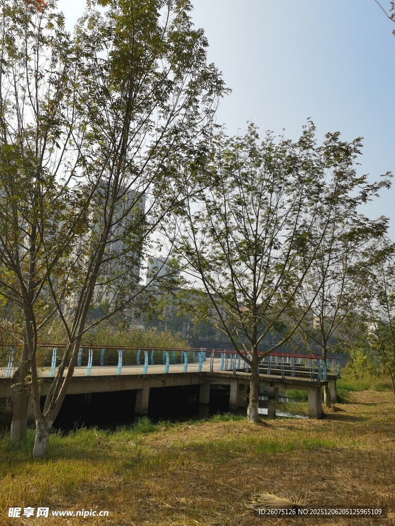 户外自然风景中的木质桥梁