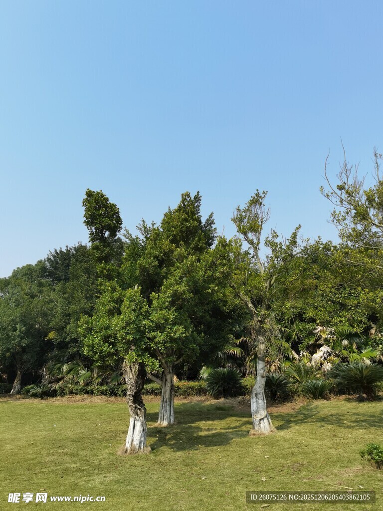 绿意盎然的户外树木景观